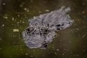 104 Jean Lafitte NP, aligator